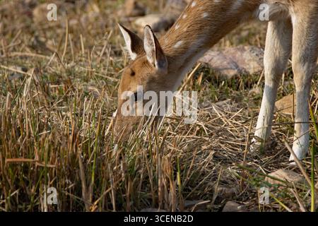 Ein einzelnes Chital- oder Cheetal- oder Spotted Deer (Achsenachse) weidet Stockfoto