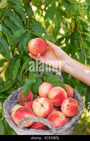 Frischer reifer Pfirsiche von Hand vom Baum in den Korb pflücken. Reiche Ernte von Pfirsichen. Hausgemachte, Bio-Pfirsiche Stockfoto