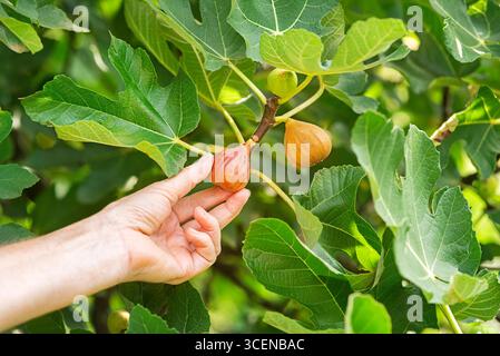 Frau, die Feigenfrüchte pflückt, die auf dem Zweig des Feigenbaums im Bio-Obstgarten wächst Stockfoto