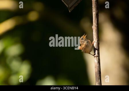 Eurasischer Zorn, Troglodytes troglodytes. Ein sehr kleiner Vogel sitzt auf einem alten trockenen Ast Stockfoto