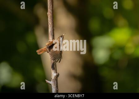 Eurasischer Zorn, Troglodytes troglodytes. Ein sehr kleiner Vogel sitzt auf einem alten trockenen Ast Stockfoto