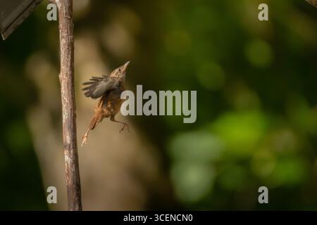 Eurasischer Zorn, Troglodytes troglodytes. Ein sehr kleiner Vogel sitzt auf einem alten trockenen Ast Stockfoto