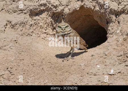 Burrowing Owl, Old Highway 80, Arizona, USA, April 2025 Stockfoto