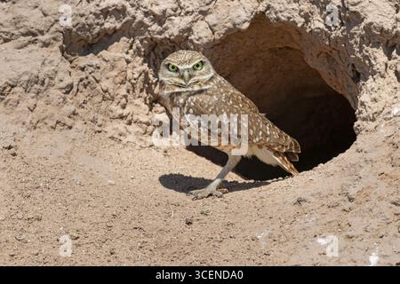 Burrowing Owl, Old Highway 80, Arizona, USA, April 2025 Stockfoto