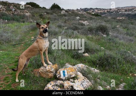 Ganzkörperporträt einer gemischten Rasse, teilweise belgischer Malinois Schäferhund ausgewachsener weiblicher Hündin, die aufrecht in einer Berglandschaft steht. Stockfoto