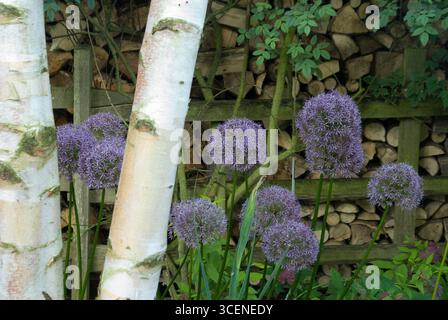 ALLIUM GLOBEMASTER UND SILBERBIRKE Stockfoto