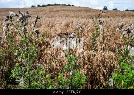 Lebendige, wilde Mariendistel zeigen ihre flauschigen Samen auf einer ruhigen grünen Wiese bei sonnigem Wetter, was die natürliche Schönheit und das saisonale Wachstum veranschaulicht. Stockfoto