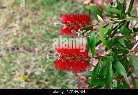 Nahaufnahme der roten Blüten der australischen Flaschenbürstenpflanze callistemon. Stockfoto