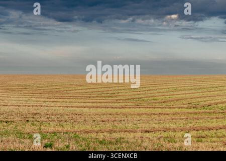 Ein rollendes, frisch geerntetes Weizenfeld unter einem dramatischen bewölkten Himmel, das ländliche Ackerland mit goldenen Pflanzen und stimmungsvollen Wolken zeigt. Stockfoto