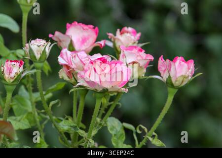 Weiße Rosenknospen mit pinkfarbenen Kanten. Zarte Rosenknospen im Garten. Wachsende Rosen. Rosen im Garten. Stockfoto