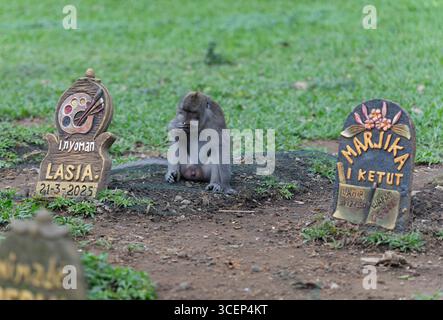 Monkey Forest in Ubud, Bali Stockfoto