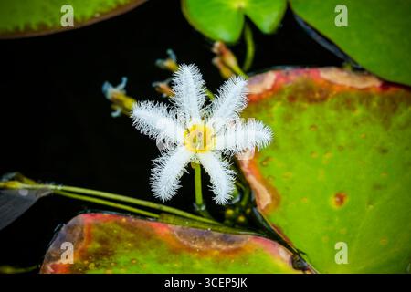 Nahaufnahme einer Wasserschneeflocke oder einer schwimmenden Herzlilie in einem Teich. Stockfoto