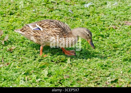Junge Mallardenente auf Nahrungssuche in der Sommersonne. Stockfoto
