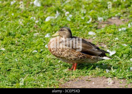 Eine junge weibliche Stockente, die in der Sommersonne zwischen kurzen Brennesseln und Farnen steht. Stockfoto
