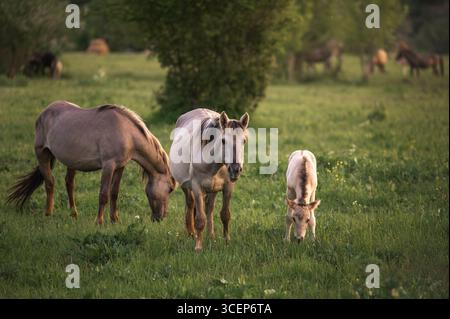 Eine ruhige Szene, in der zwei Erwachsene Konik-Pferde und ein Fohlen gemeinsam auf einer grünen Weide grasen. Stockfoto