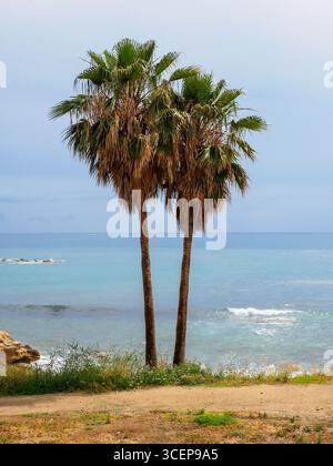 Zwei Palmen, Paphos Promenade, Paphos, Zypern Stockfoto