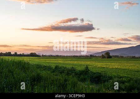 Tuscany, Italien - 24. April 2025: Blick auf die ruhigen, hellgrünen Felder treffen auf die dunklen Lavendelberge unter einem Himmel mit weichen Aprikosen- und Rosentönen. Stockfoto