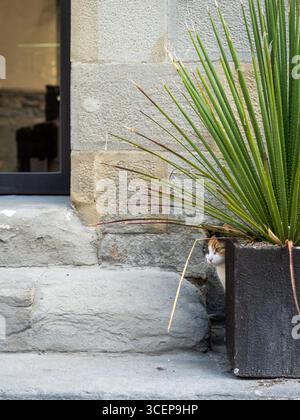 Tuscany, Italien - 24. April 2025: Blick auf eine neugierige Katze, die hinter einer Topfpflanze gegen eine verwitterte Steinmauer blickt, ein stiller Beobachter im sanften toskanischen Licht. Stockfoto