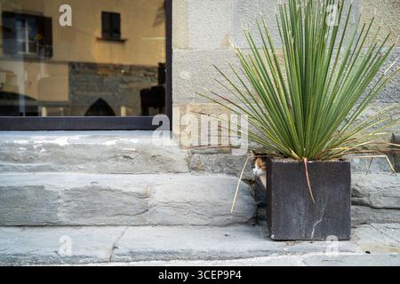 Cortona, Toskana, Italien - 24. April 2025: Blick auf eine urbane Szene, in der eine Katze hinter einer Topfpflanze in der Nähe von Steintreppen hervorblickt, die Szene spiegelt sich in einem Fenster. Stockfoto