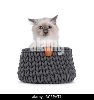 Hübsches heiliges Birman Katzenkätzchen, das in einem grauen Strickkorb sitzt. Ich schaue sehr genervt in Richtung Kamera mit typisch blauen Augen. Isoliert auf einem Stockfoto