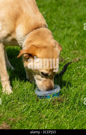 Labrador Haustier trinken Wasser an einem heißen Sommertag in Schottland Stockfoto
