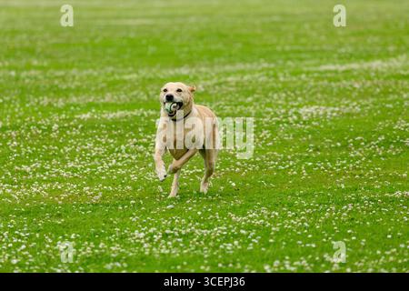 Labrador Retriever holt Ball im Feld Stockfoto