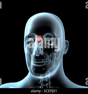 Diese 3D-Abbildung zeigt die anatomische Position der Nasalmuskulatur auf dem Röntgenkörper Stockfoto