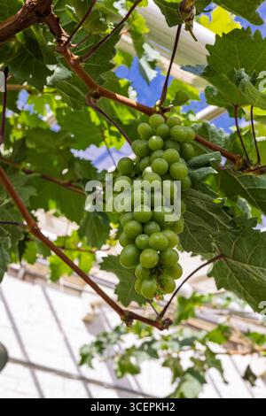 Ein paar grüne Trauben, die auf der Rebe im Gewächshaus Reifen. Stockfoto