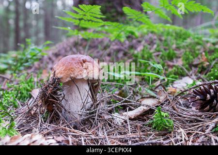 Weißer Pilz (Boletus) in einem Kiefernwald zwischen Moos und Waldstreu Stockfoto