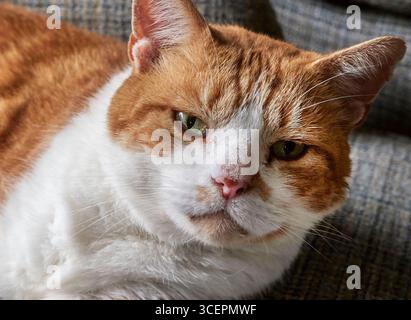 Angus, ein fauler Ingwer und eine weiße tom Katze, die auf einem Sofa liegt Stockfoto