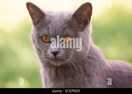 Britische Kurzhaarkatze im Garten Stockfoto