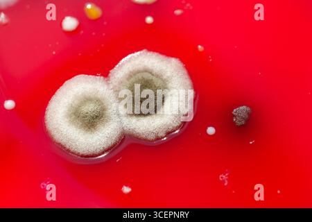 Bakterien- und Schimmelpilzkolonien, die aus der Raumluft auf Blut-Schafagar gewachsen sind, Foto, das die mikrobielle Vielfalt und Luftkontamination zeigt. Stockfoto