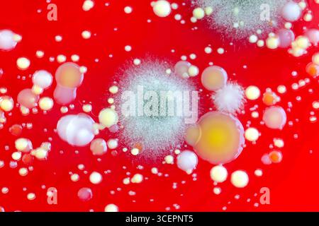 Bakterien- und Schimmelpilzkolonien, die aus der Raumluft auf Blut-Schafagar gewachsen sind, Foto, das die mikrobielle Vielfalt und Luftkontamination zeigt. Stockfoto