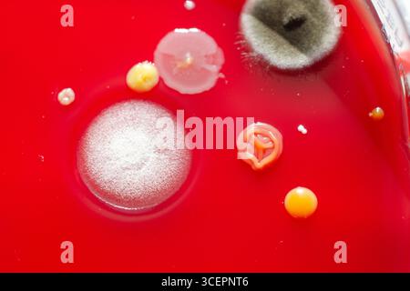 Bakterien- und Schimmelpilzkolonien, die aus der Raumluft auf Blut-Schafagar gewachsen sind, Foto, das die mikrobielle Vielfalt und Luftkontamination zeigt. Stockfoto