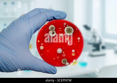 Bakterien- und Schimmelpilzkolonien, die aus der Raumluft auf Blut-Schafagar gewachsen sind, Foto, das die mikrobielle Vielfalt und Luftkontamination zeigt. Stockfoto