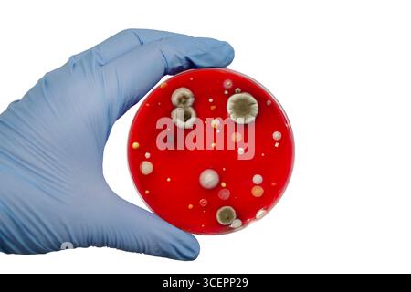 Bakterien- und Schimmelpilzkolonien, die aus der Raumluft auf Blut-Schafagar gewachsen sind, Foto, das die mikrobielle Vielfalt und Luftkontamination zeigt. Stockfoto