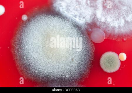 Bakterien- und Schimmelpilzkolonien, die aus der Raumluft auf Blut-Schafagar gewachsen sind, Foto, das die mikrobielle Vielfalt und Luftkontamination zeigt. Stockfoto
