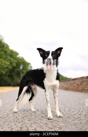 Schwarz-weiß-Border Collie macht im Sommer einen Trick auf der Straße. Er ist so süß Stockfoto