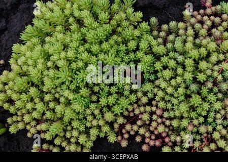 Sedum (Steinpfanne Spanisch) Nahaufnahme im Sommer. Immergrüne Goldmoossedum als Hintergrund. Stockfoto