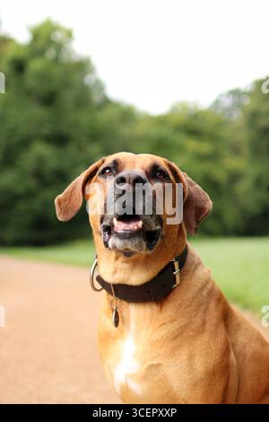 Rhodesian Ridgeback ist im Sommer im Park. Es ist ein Porträt seines Kopfes Stockfoto