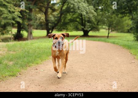 Rhodesian Ridgeback ist im Sommer im Park. Er läuft Stockfoto