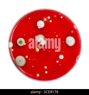 Bakterien- und Schimmelpilzkolonien, die aus der Raumluft auf Blut-Schafagar gewachsen sind, Foto, das die mikrobielle Vielfalt und Luftkontamination zeigt. Stockfoto