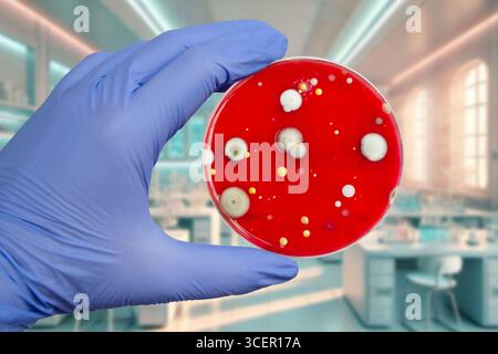 Bakterien- und Schimmelpilzkolonien, die aus der Raumluft auf Blut-Schafagar gewachsen sind, Foto, das die mikrobielle Vielfalt und Luftkontamination zeigt. Stockfoto
