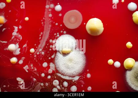 Bakterien- und Schimmelpilzkolonien, die aus der Raumluft auf Blut-Schafagar gewachsen sind, Foto, das die mikrobielle Vielfalt und Luftkontamination zeigt. Stockfoto