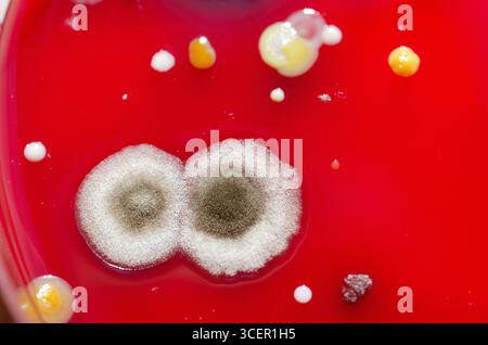 Bakterien- und Schimmelpilzkolonien, die aus der Raumluft auf Blut-Schafagar gewachsen sind, Foto, das die mikrobielle Vielfalt und Luftkontamination zeigt. Stockfoto
