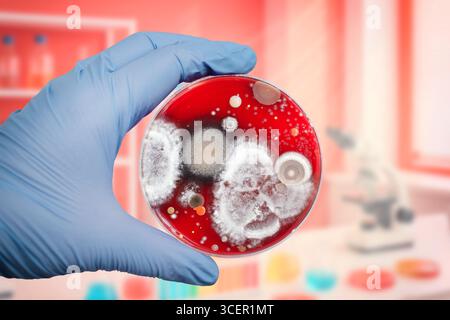 Bakterien- und Schimmelpilzkolonien, die aus der Raumluft auf Blut-Schafagar gewachsen sind, Foto, das die mikrobielle Vielfalt und Luftkontamination zeigt. Stockfoto