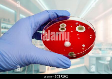 Bakterien- und Schimmelpilzkolonien, die aus der Raumluft auf Blut-Schafagar gewachsen sind, Foto, das die mikrobielle Vielfalt und Luftkontamination zeigt. Stockfoto