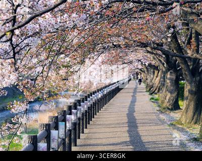 Rosa Kirschblüten-Tunnel voller blühender Sakura-Bäume, während des Sonnenuntergangs, mit einer Frau, die am Fukurogawa River in Tottori, Japan, auftaucht Stockfoto