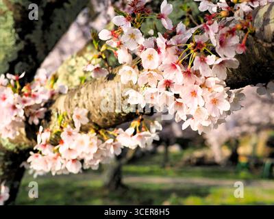Nahaufnahme des Zweigs der rosa Kirschblüte auf einem großen Kirschbaumstamm mit verschwommenem Hintergrund des Kirschbaums in den Ruinen der Burg Tottori Kyusho Park, Japan Stockfoto
