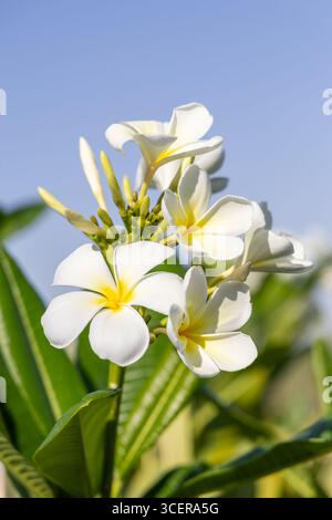 Nahaufnahme von weißen Plumeria-Blüten (Frangipani) mit gelben Zentren, die unter klarem blauen Himmel blühen und Reinheit, Schönheit und tropische Natur symbolisieren. Stockfoto